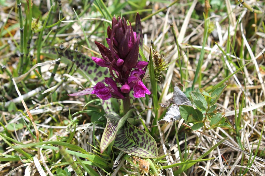 Dactylorhiza majalis?
